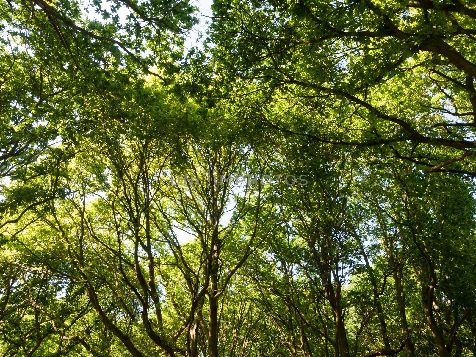 woodland forest green lush tree canopy background nature texture by callumrc