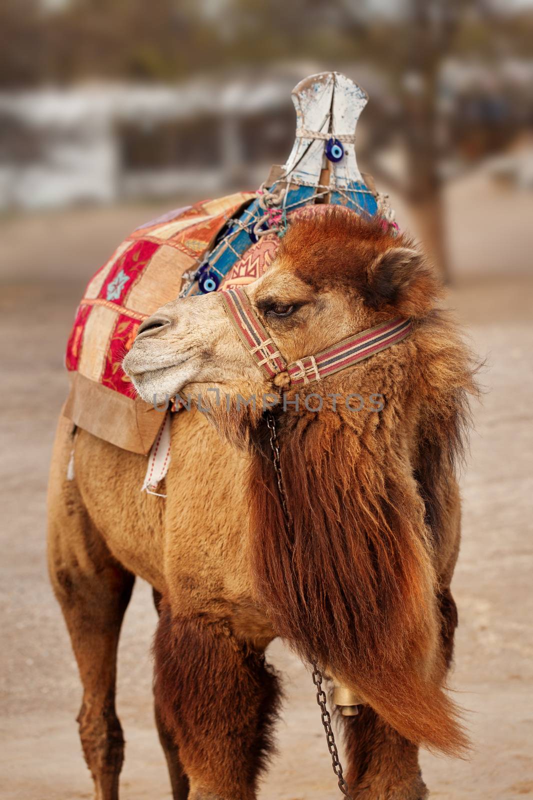 Portrait of turkish camel near Goreme, Turkey