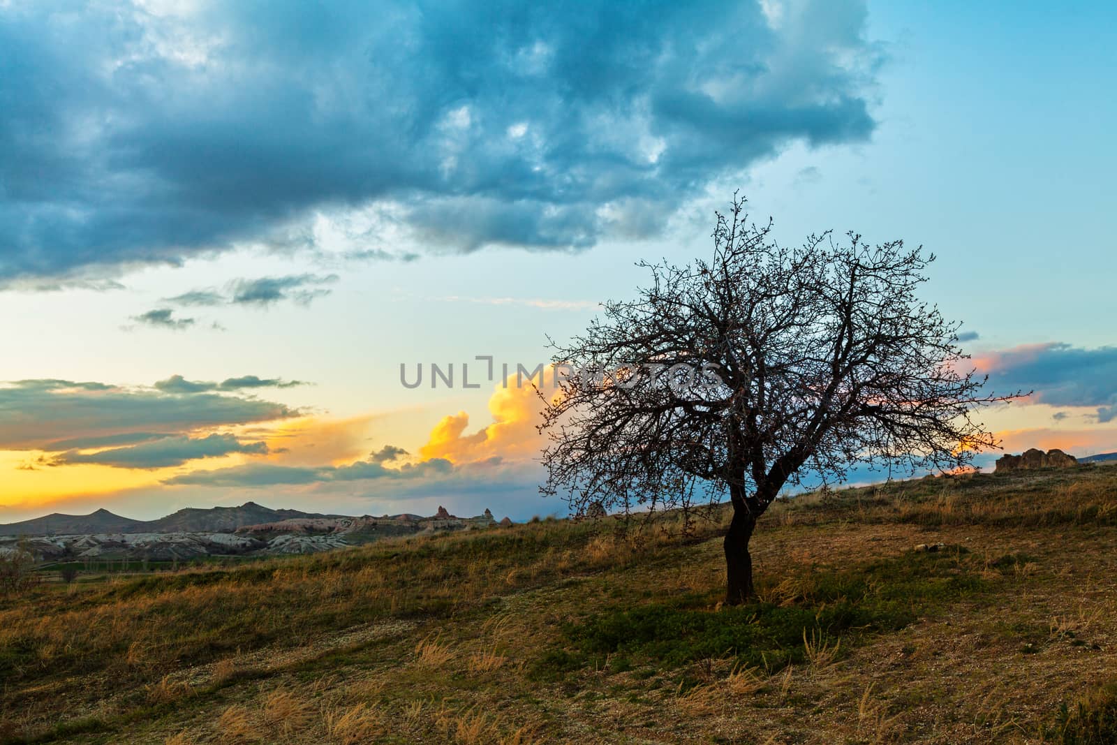 Sunset and lonley tree in the field, beautiful clouds
