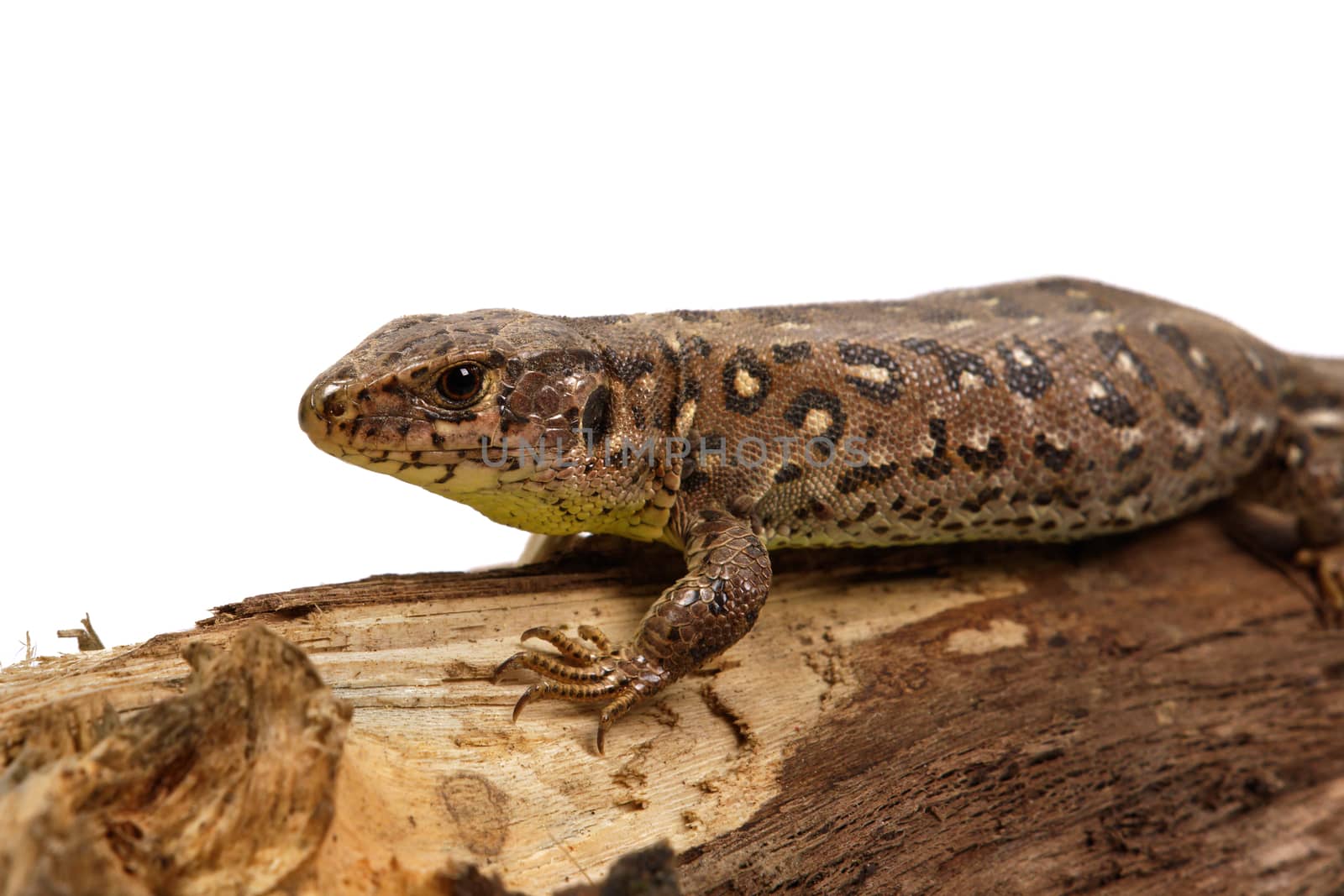 Lizard (Lacerta agilis) on a white background by neryx