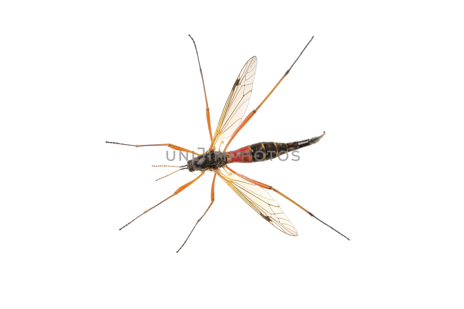 Crane fliees (Tanyptera atrata) isolated on a white background