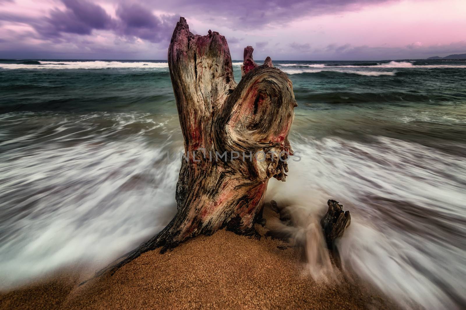 The remains of a tree stump are pounded by the Pacific Ocean at sunset. Kauai, Hawaii.