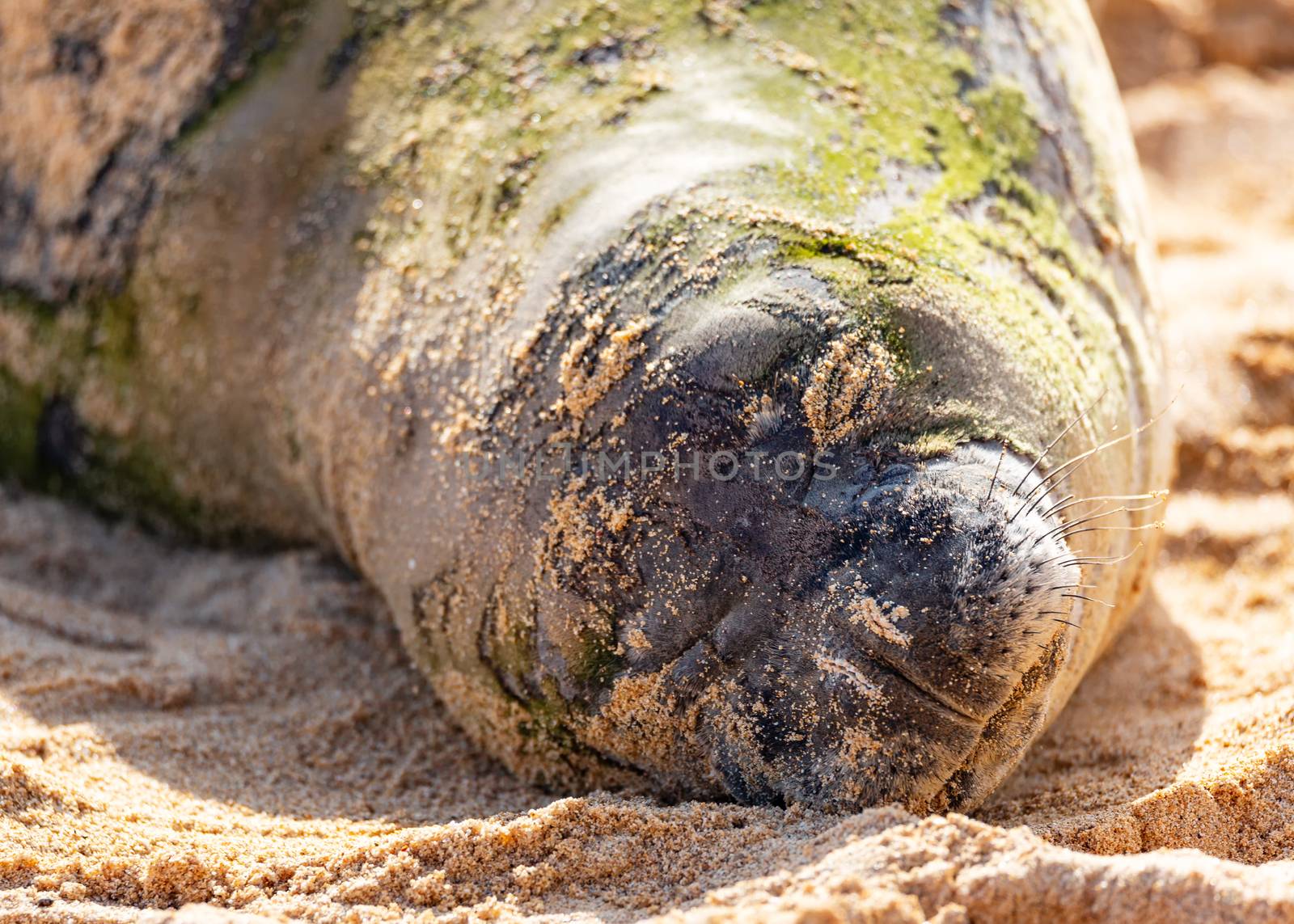 Hawaiian Munk Seal Resting on the Beach by backyard_photography