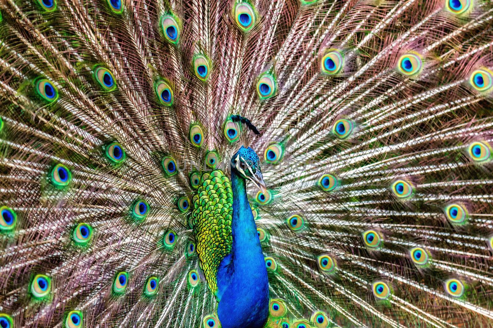 A peacock displays its beautiful feathers in Kauai, Hawaii.