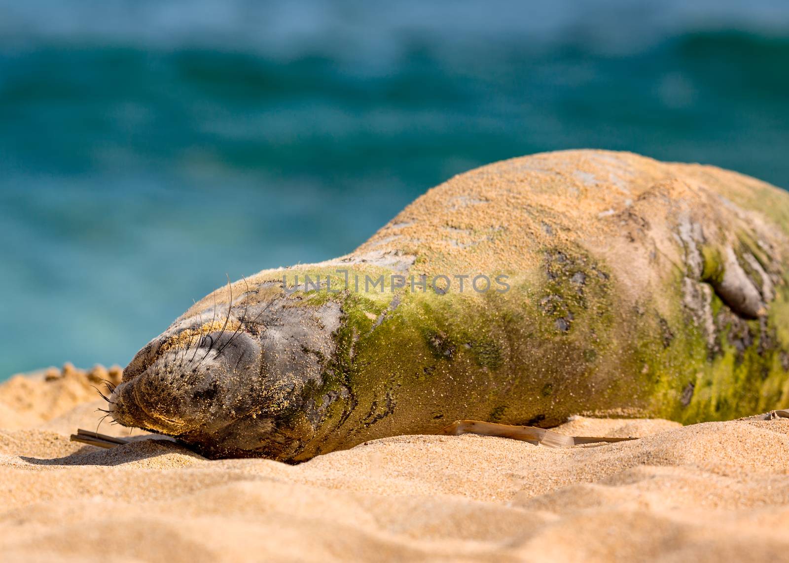 An endangered Hawaiian munk seal rests in the sun on Kauai, Hawaii.