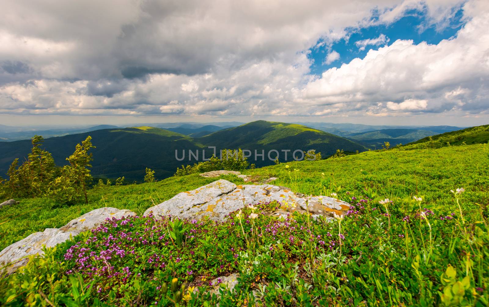 wild herbs among the rocks in summer mountains by Pellinni