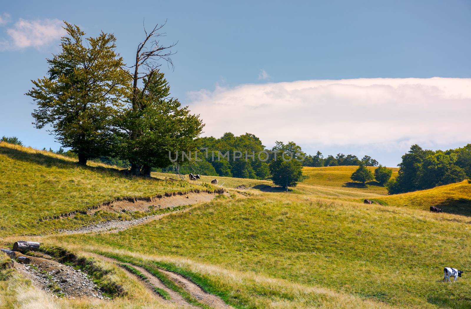 tree on the grassy hillside on a cloudy day. lovely summer landscape of Carpathian mountain Svydovets ridge.