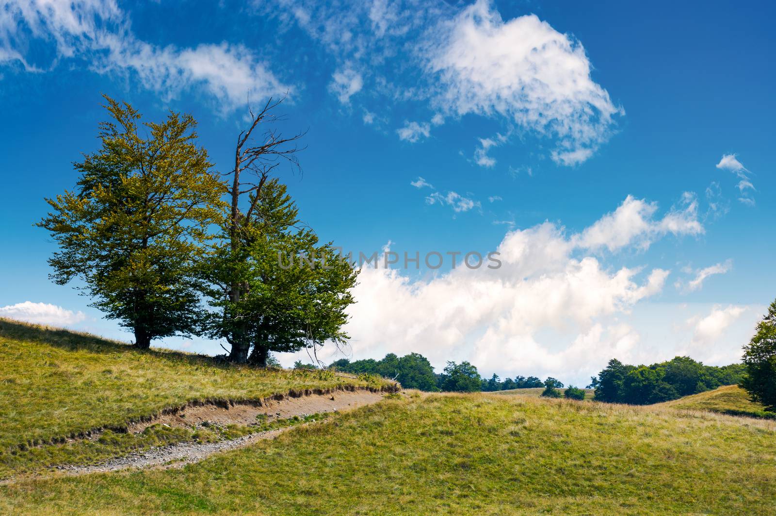 trees on the grassy alpine meadow of Carpathians. beautiful mountain landscape with beech forests on hillside in summer