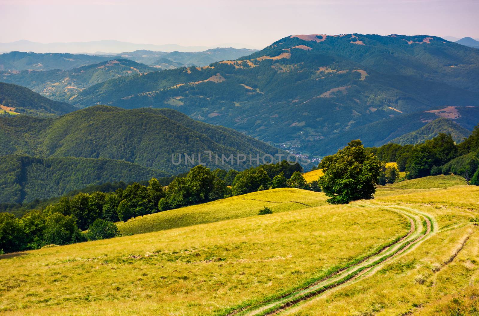 tree by the country road winding down the hill. birch forest on the grassy hillside in the distance. lovely summer landscape of Plesha mountain of Tyachiv region, TransCarpathia, Ukraine