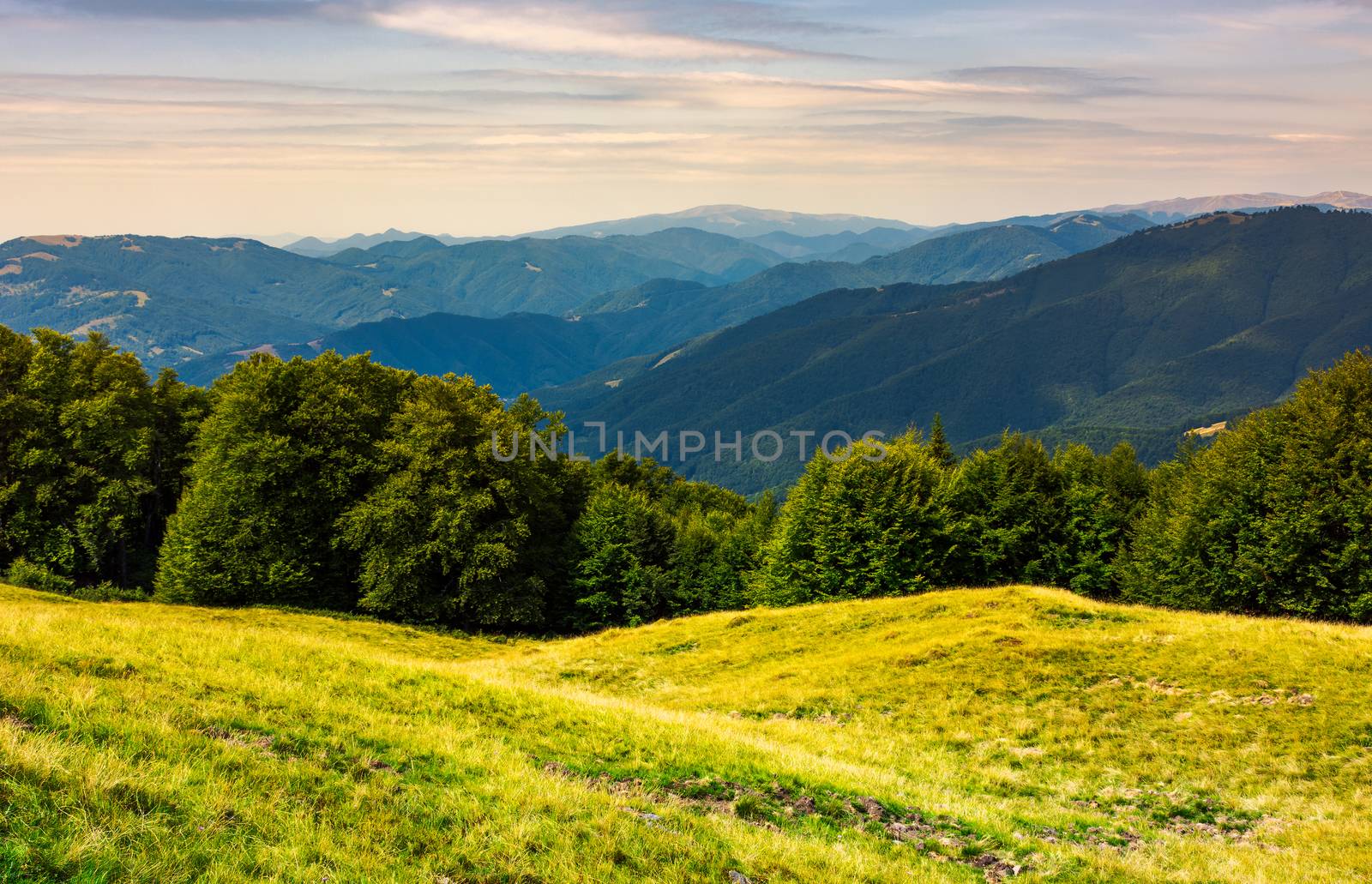 forest on a grassy meadow in mountains. beautiful summer landscape with Krasna mountain in the far distance under the blue sky with some clouds
