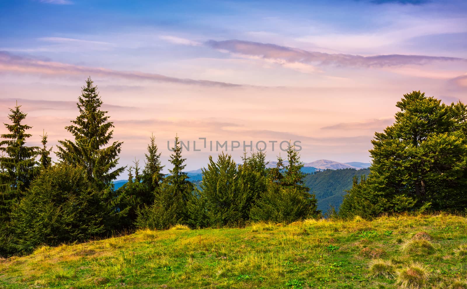 forested hills over the Brustury valley at dusk by Pellinni