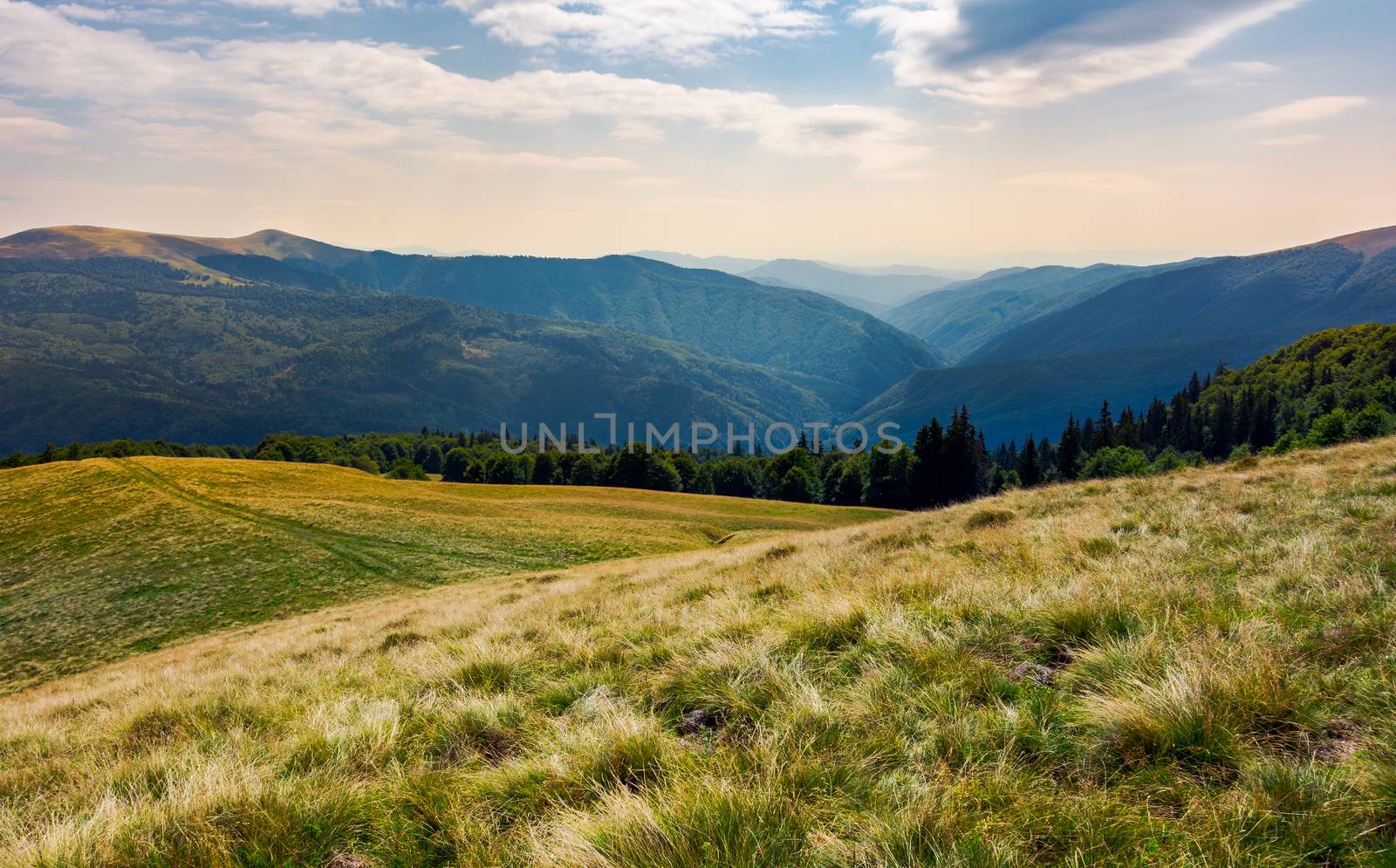 grassy meadow on forested hillside of Carpathians by Pellinni