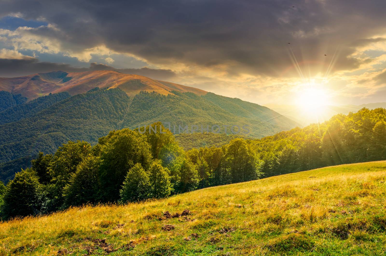 landscape of Carpathian mountains at sunset by Pellinni