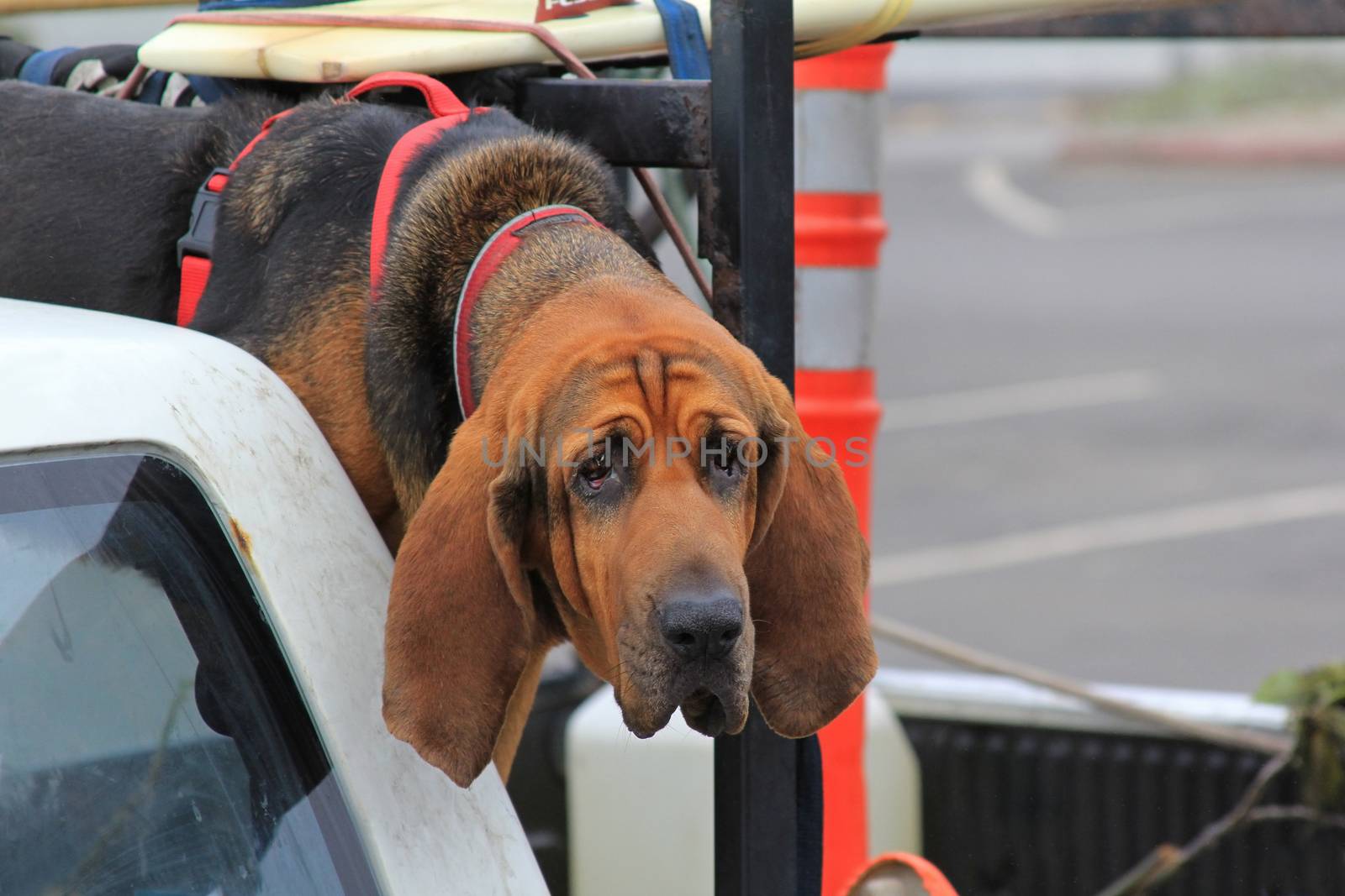 Red dog Bloodhound in car