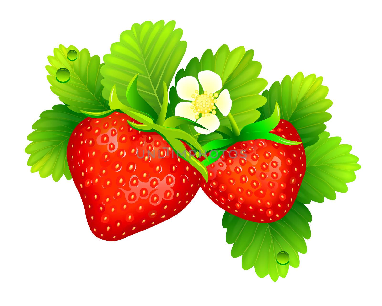 Strawberry with leaves on a white background. A strawberry bush on a white background. 