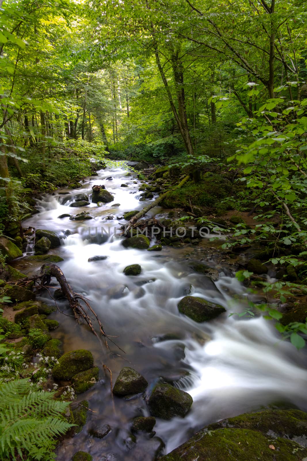Mountain river - stream flowing through thick green forest, Bistriski Vintgar, Slovenia by asafaric