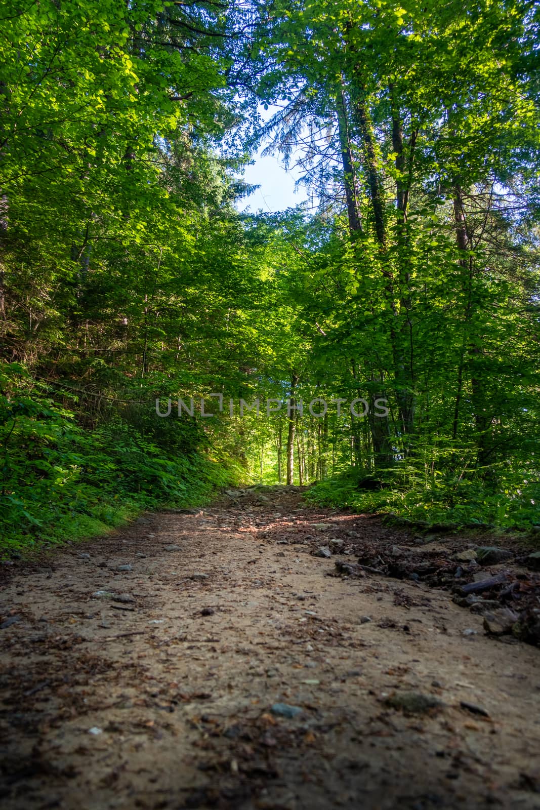 Green trail into the forest, hiking path trough woods, Bistriski Vintgar, Slovenia