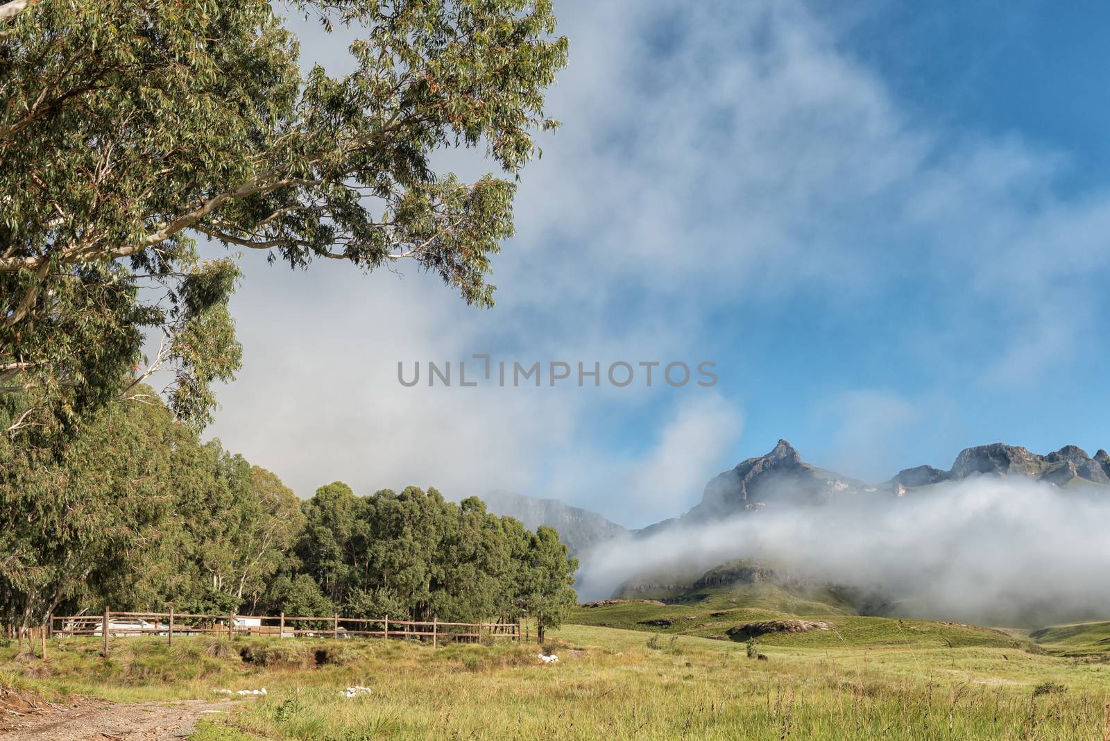 Garden Castle in the Drakensberg. Hermits Wood Camp Site is visible between the trees. Rhino Peak (3056m) is visible in the back behind fog