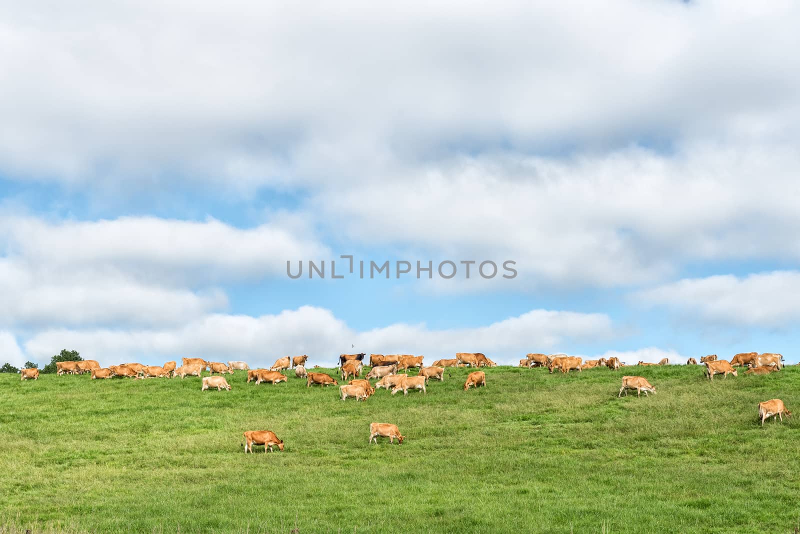 A farm landscape with cows on the P317-road between Underberg and Garden Castle