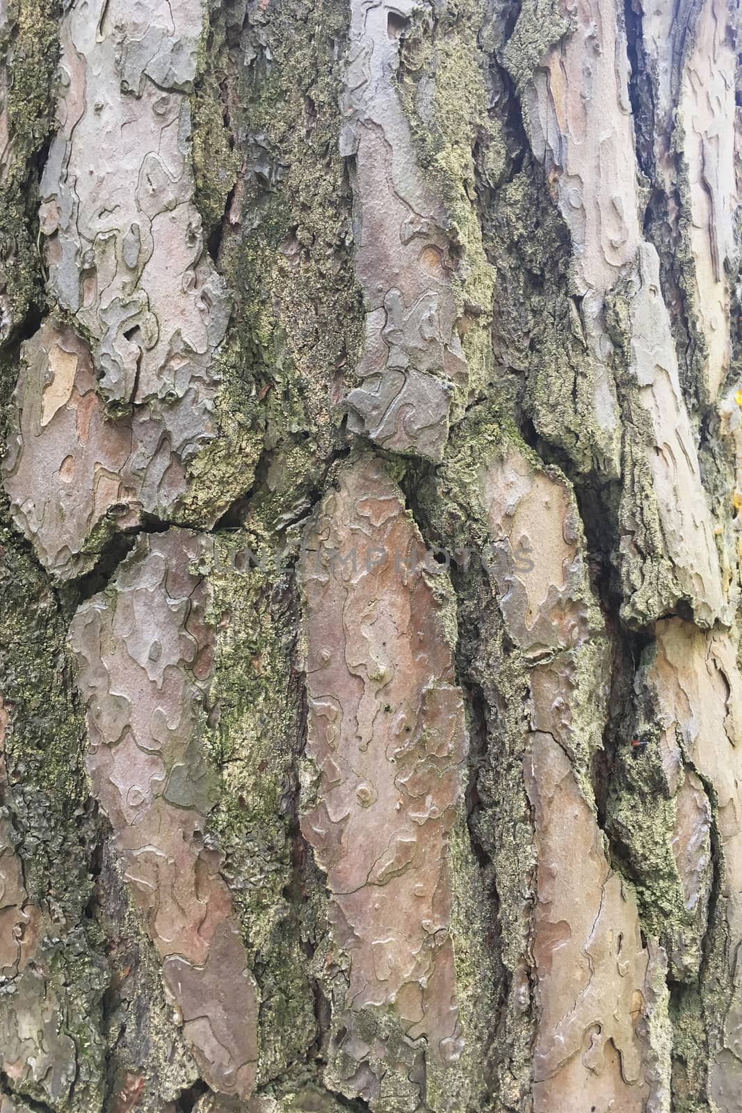 Abstract old wood tree bark texture background	