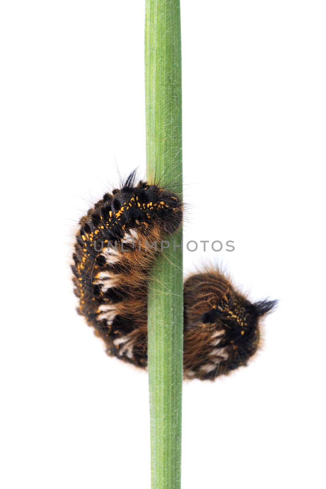 Caterpillar of Euthrix potatoria on a white background by neryx