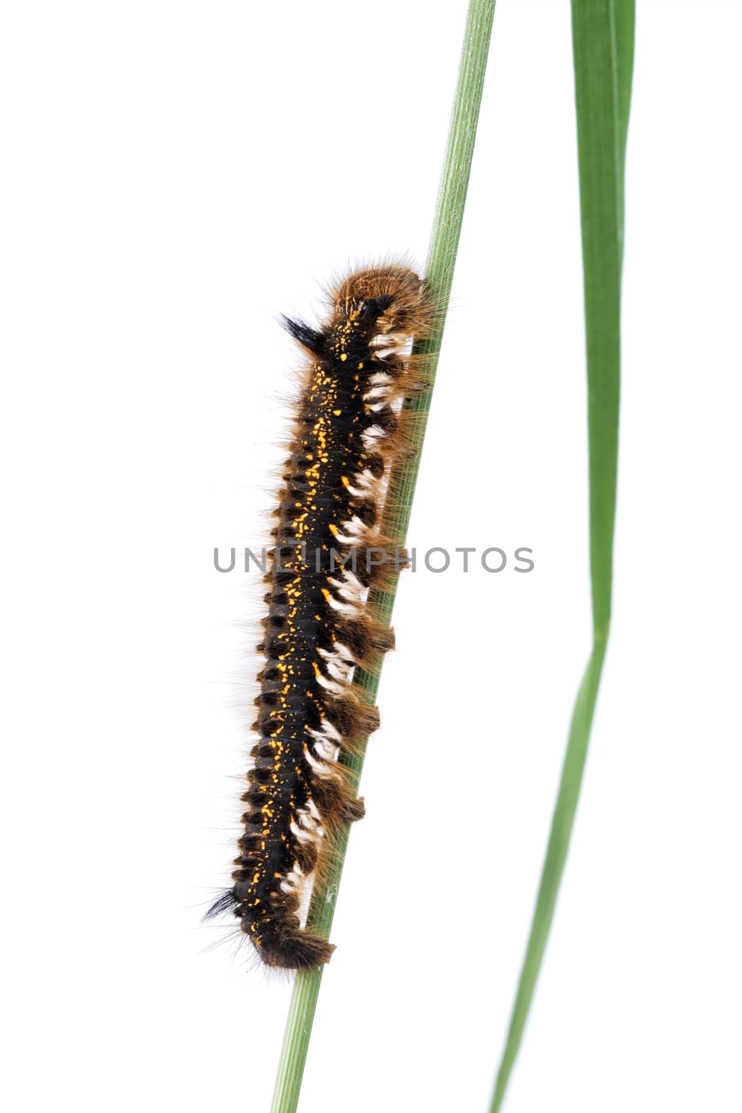 Caterpillar of Euthrix potatoria on a white background by neryx