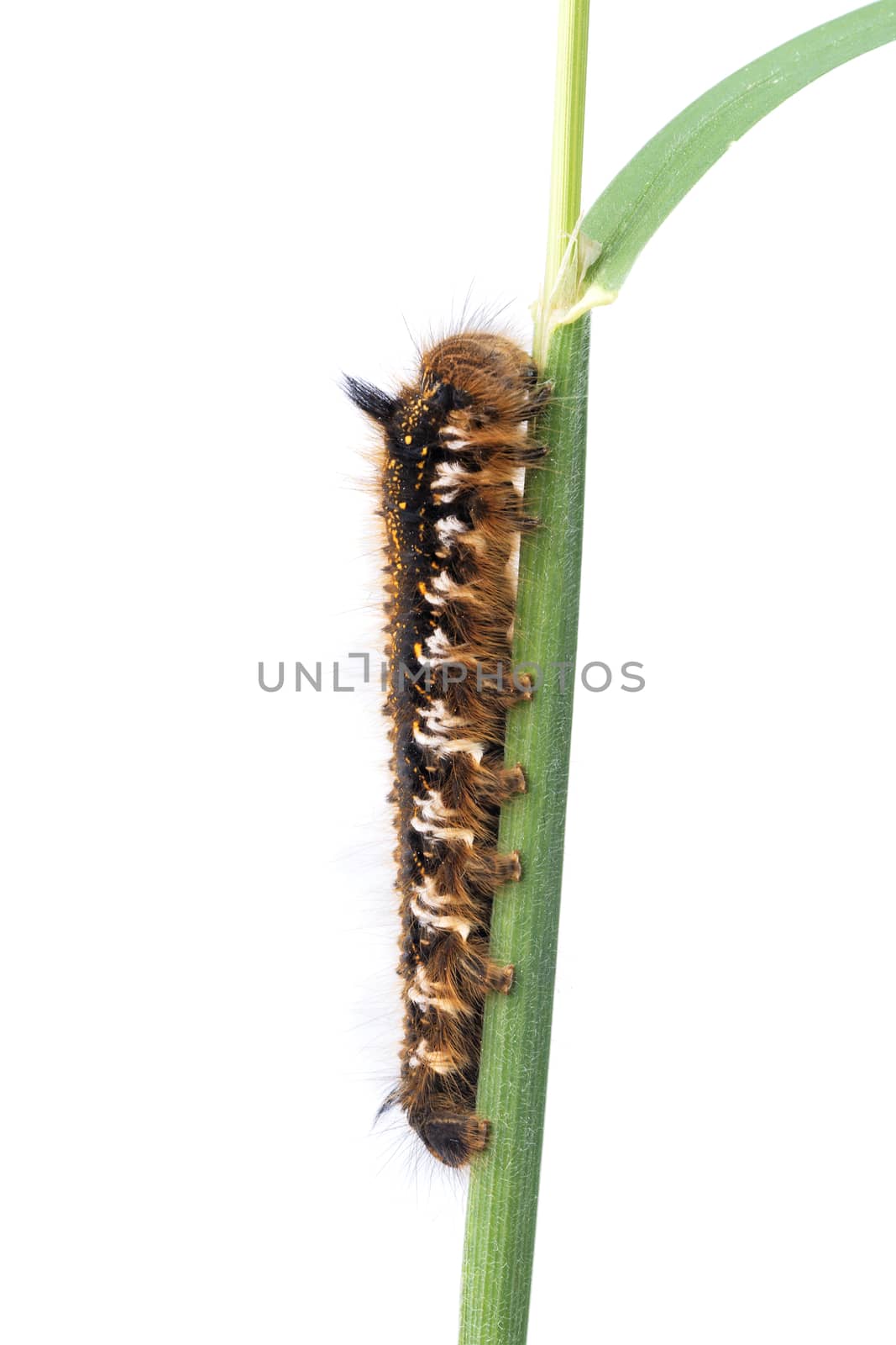 Caterpillar of Euthrix potatoria on a white background by neryx