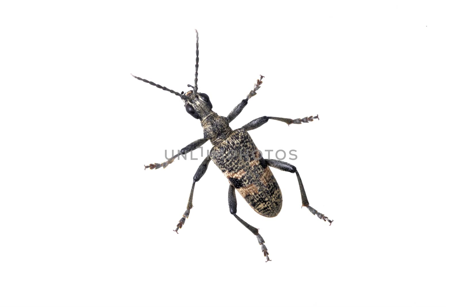 Beetle Rhagium mordax on a white background by neryx