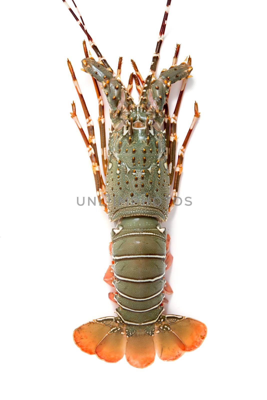 lobster isolated on white background by antpkr