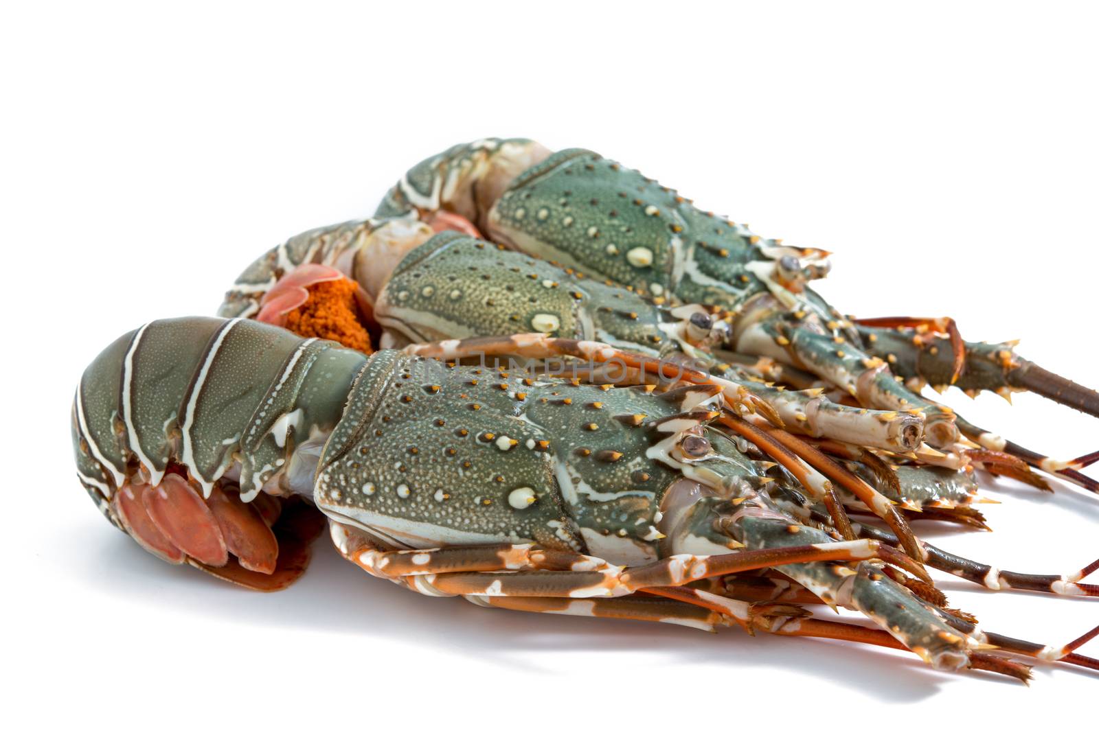 lobster isolated on white background by antpkr