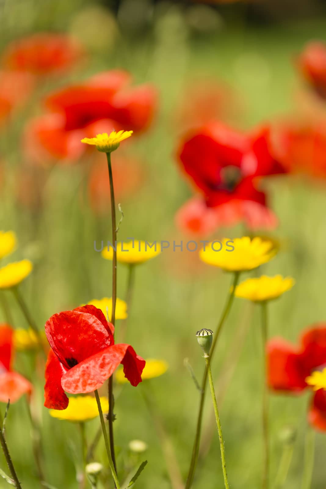 Red poppy flowers in Summer. by AlessandroZocc