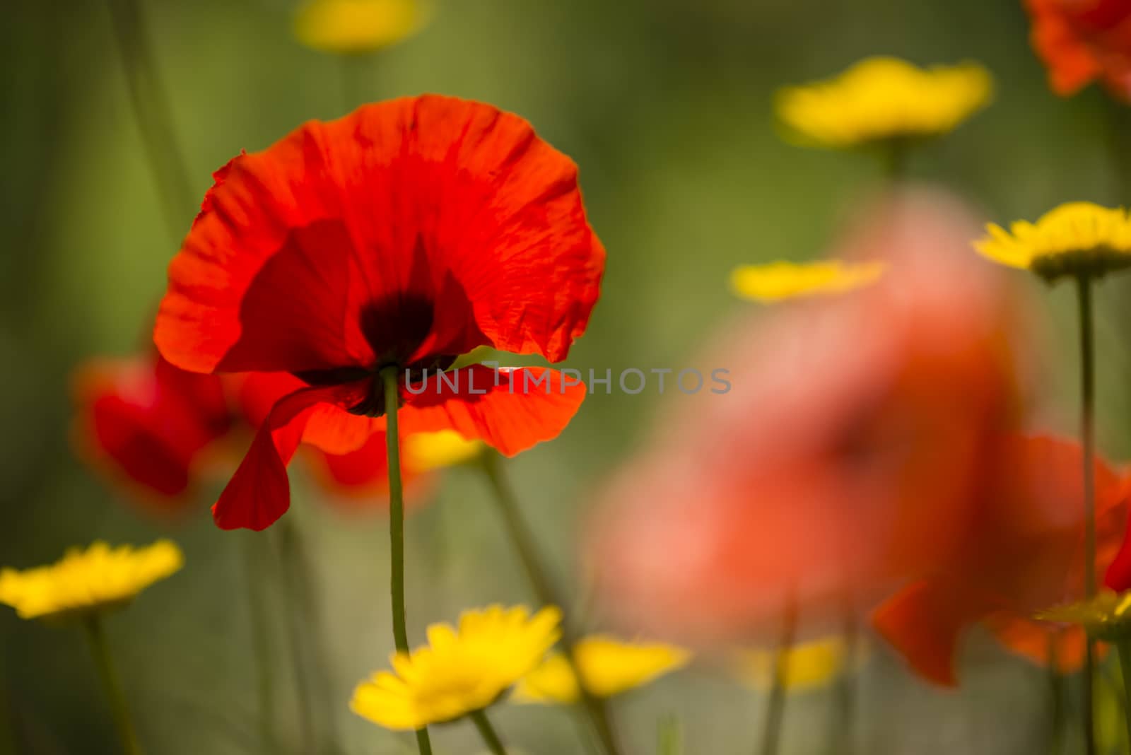 Red poppy flowers in Summer. by AlessandroZocc