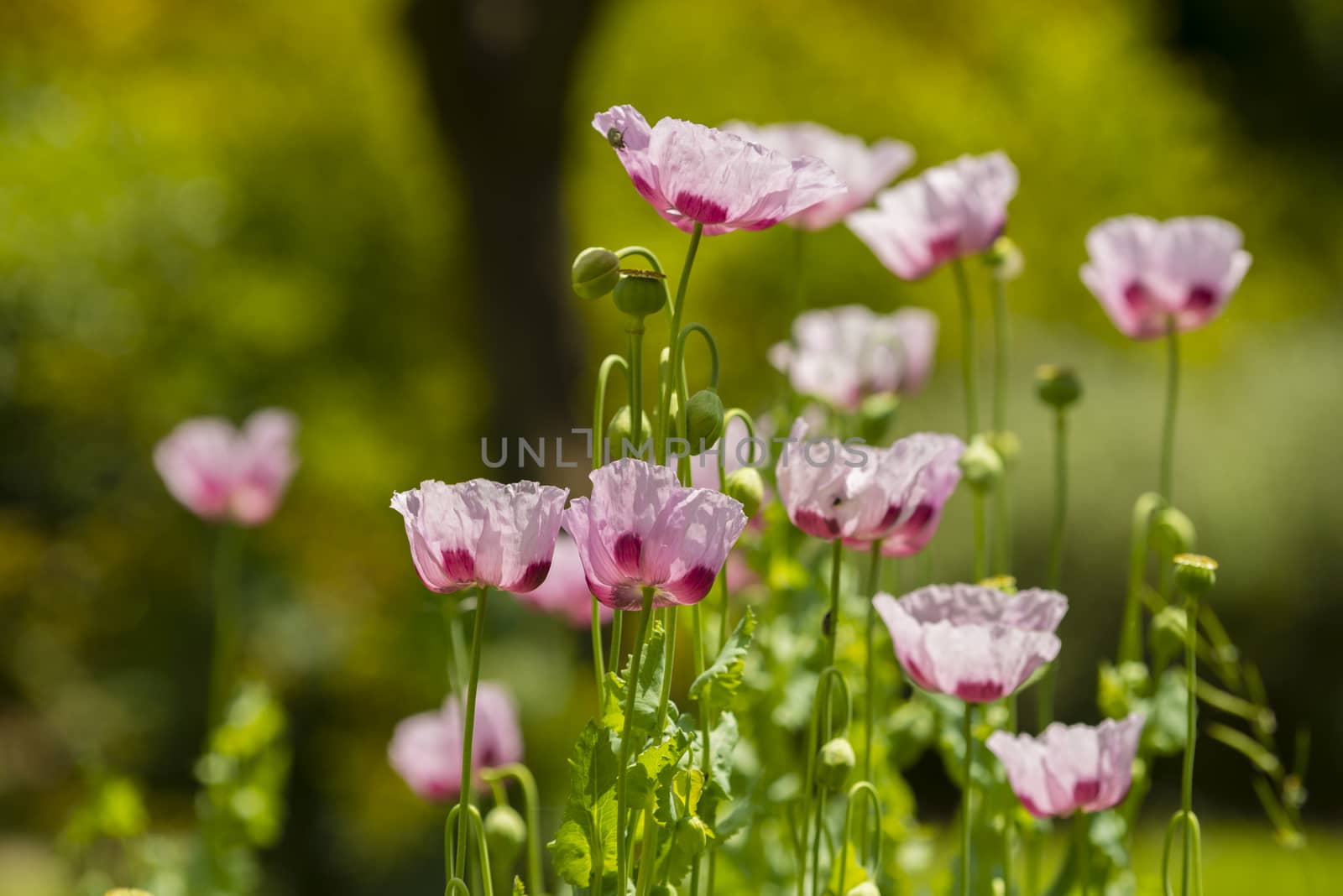 Opium poppy flowers, Papaver somniferum. by AlessandroZocc