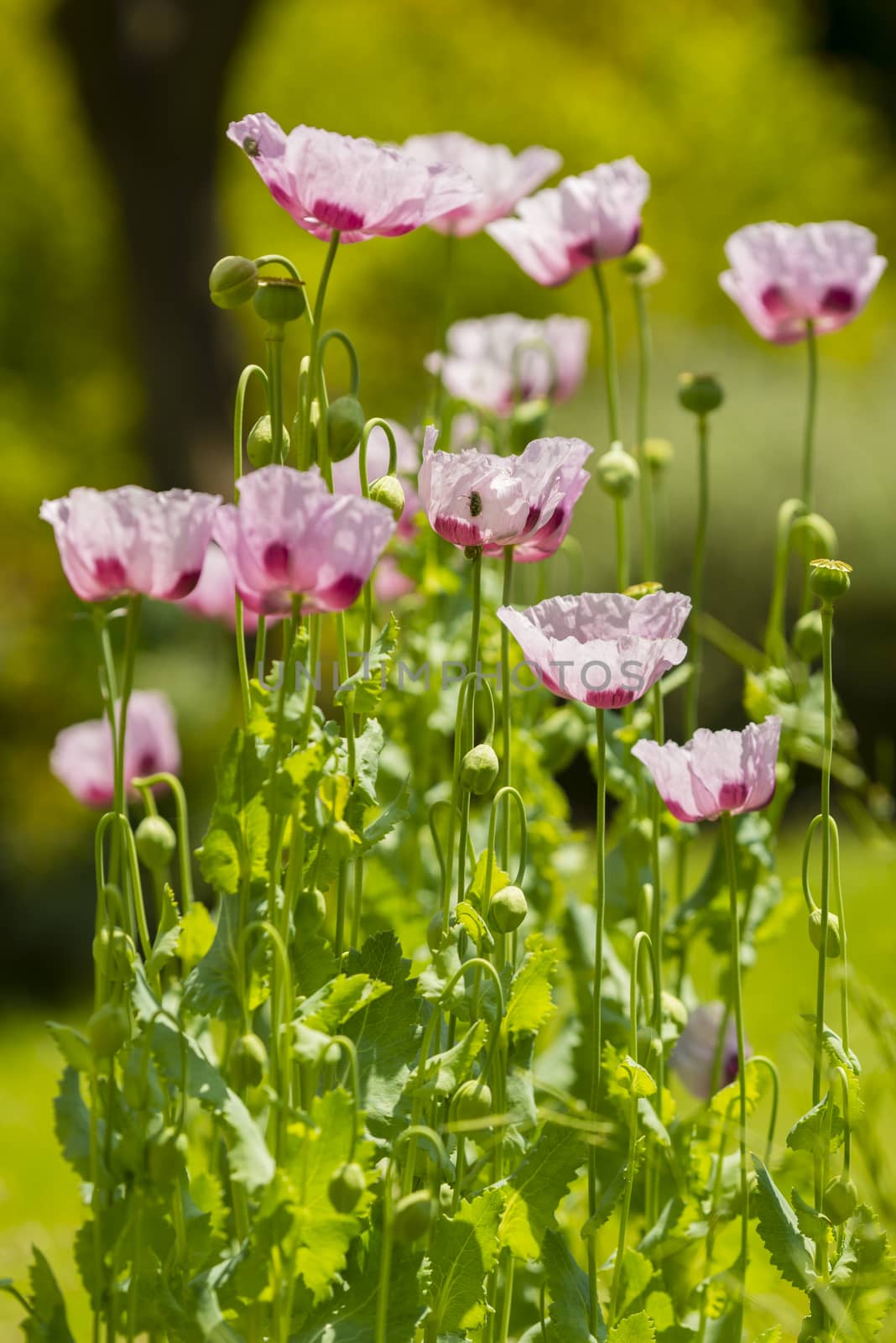 Opium poppy flowers, Papaver somniferum. by AlessandroZocc