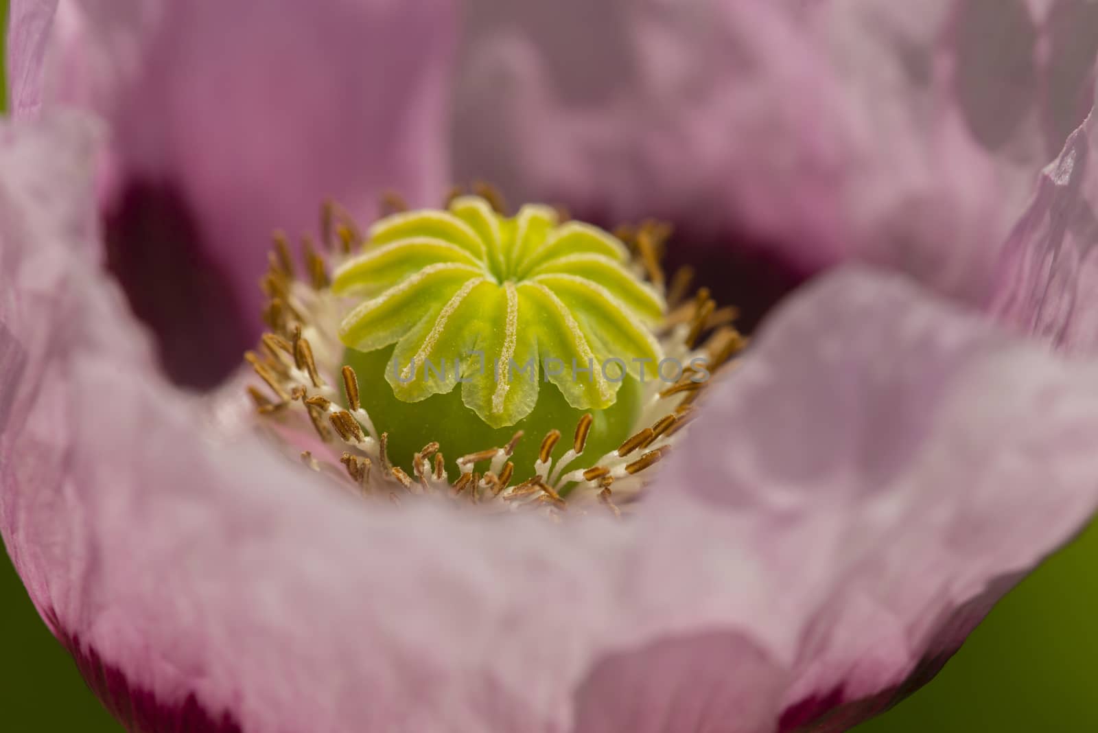 Opium poppy flowers, Papaver somniferum. by AlessandroZocc