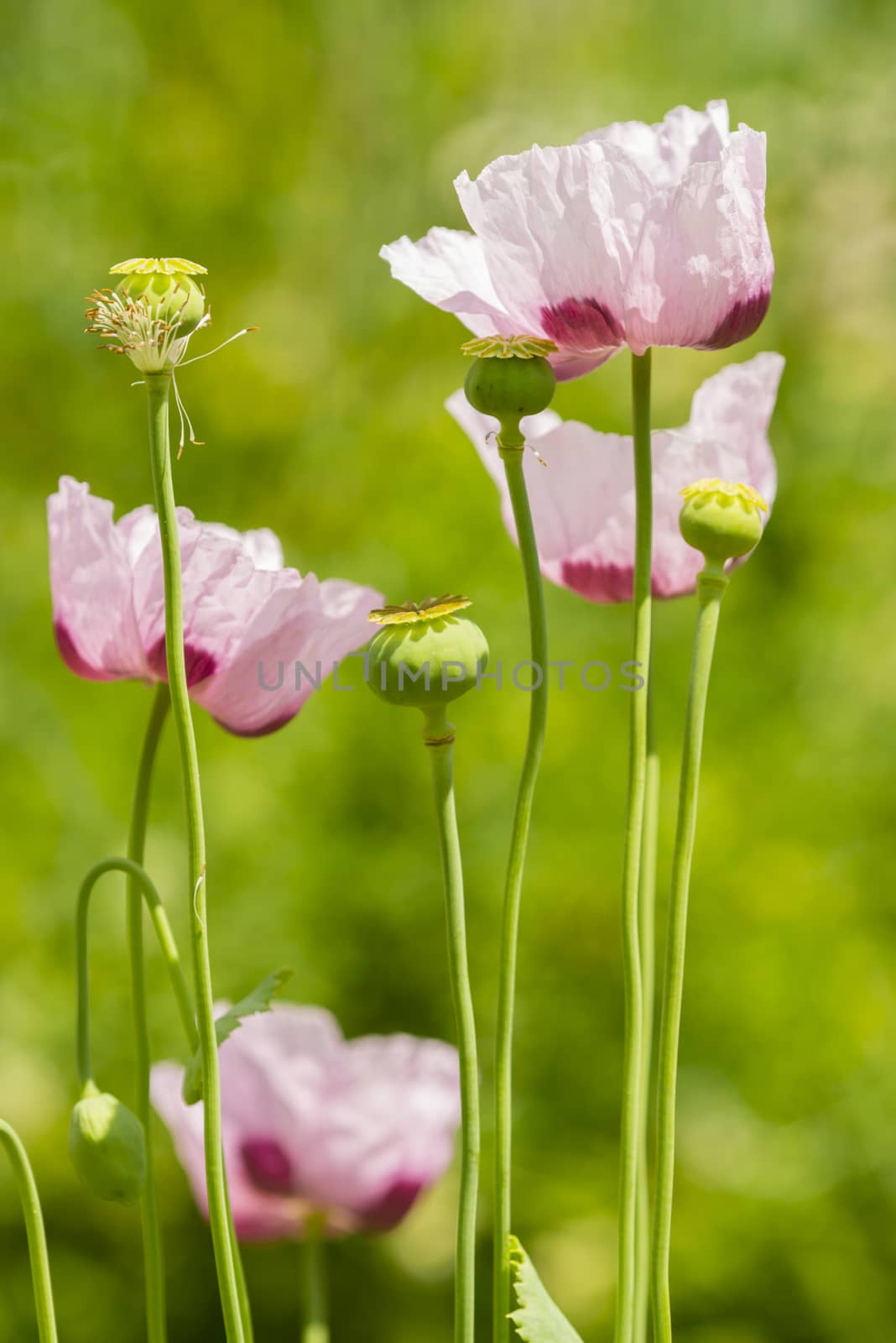 Opium poppy flowers, Papaver somniferum. by AlessandroZocc