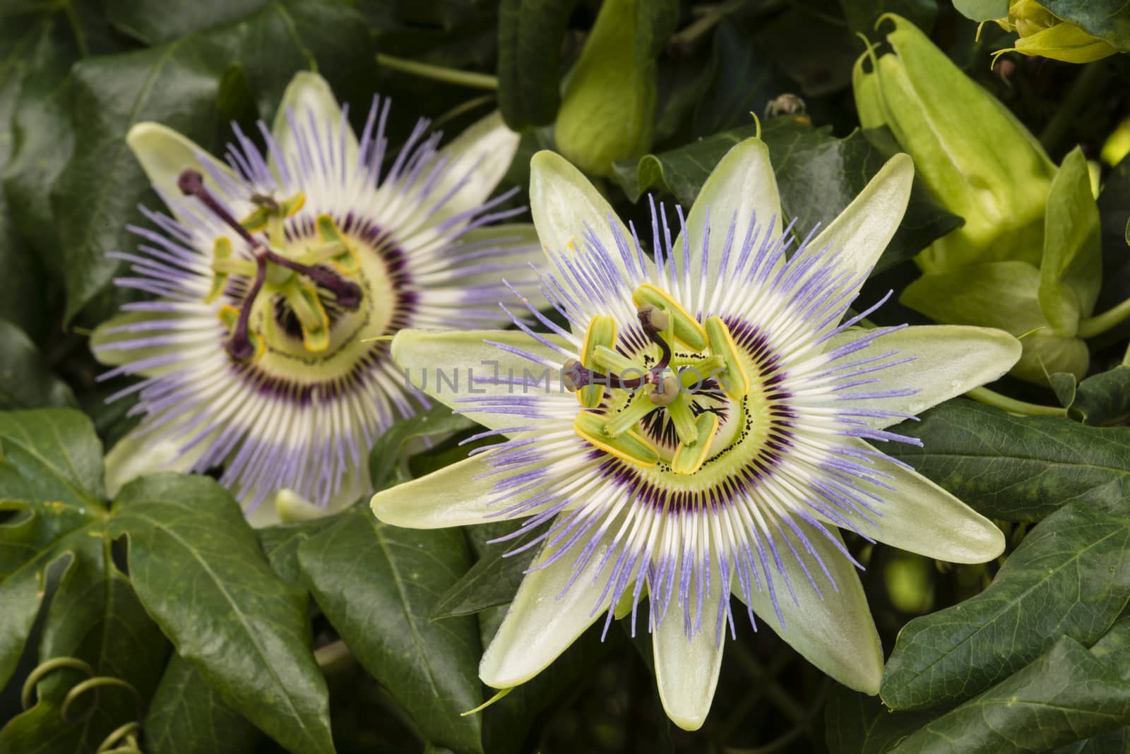 Two Purple passion flower in full bloom, Passiflora.