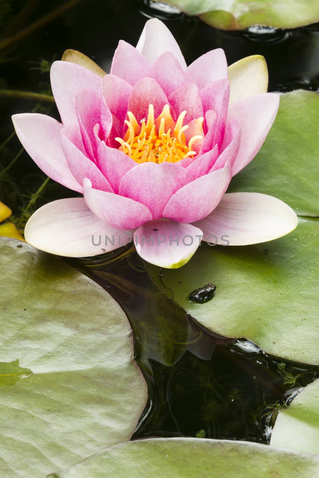 Young toad coming out of water under a waterlily flower.
