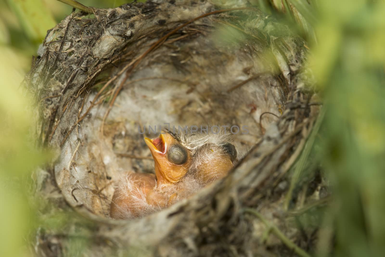 Nest and nestlings of European goldfinch (Carduelis carduelis) by AlessandroZocc