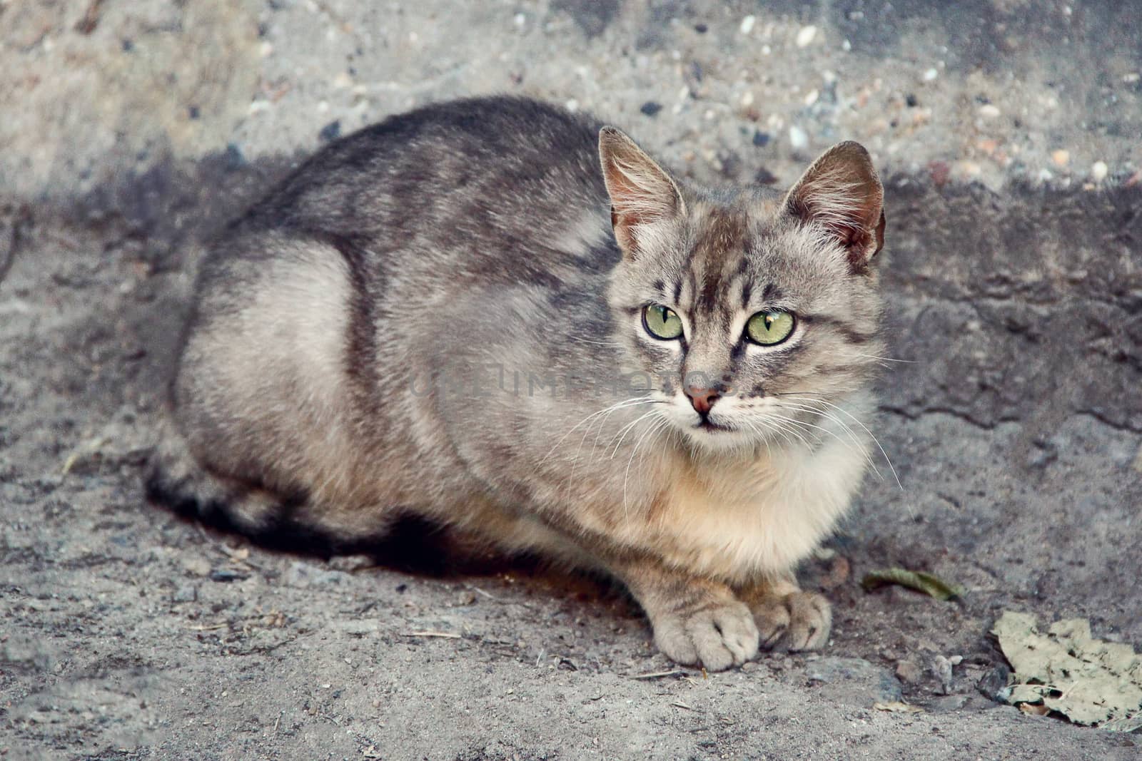 small gray cat on the street. photo