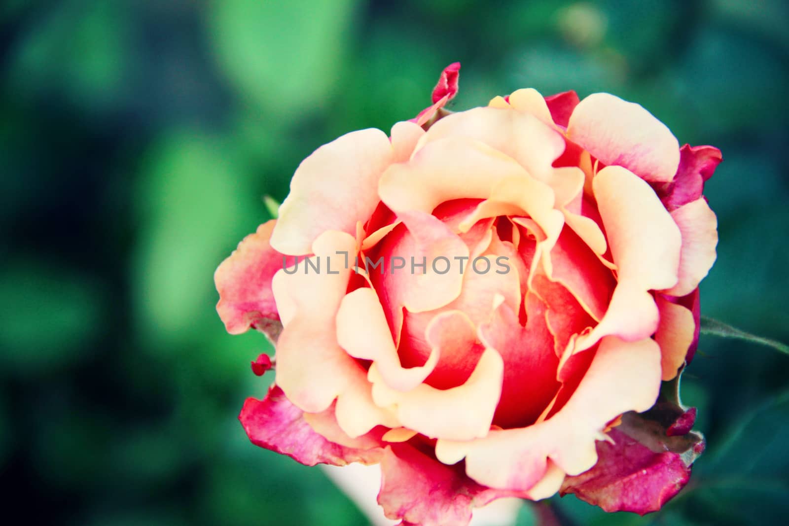 biautiful big red and yellow rose. photo. flowers spring