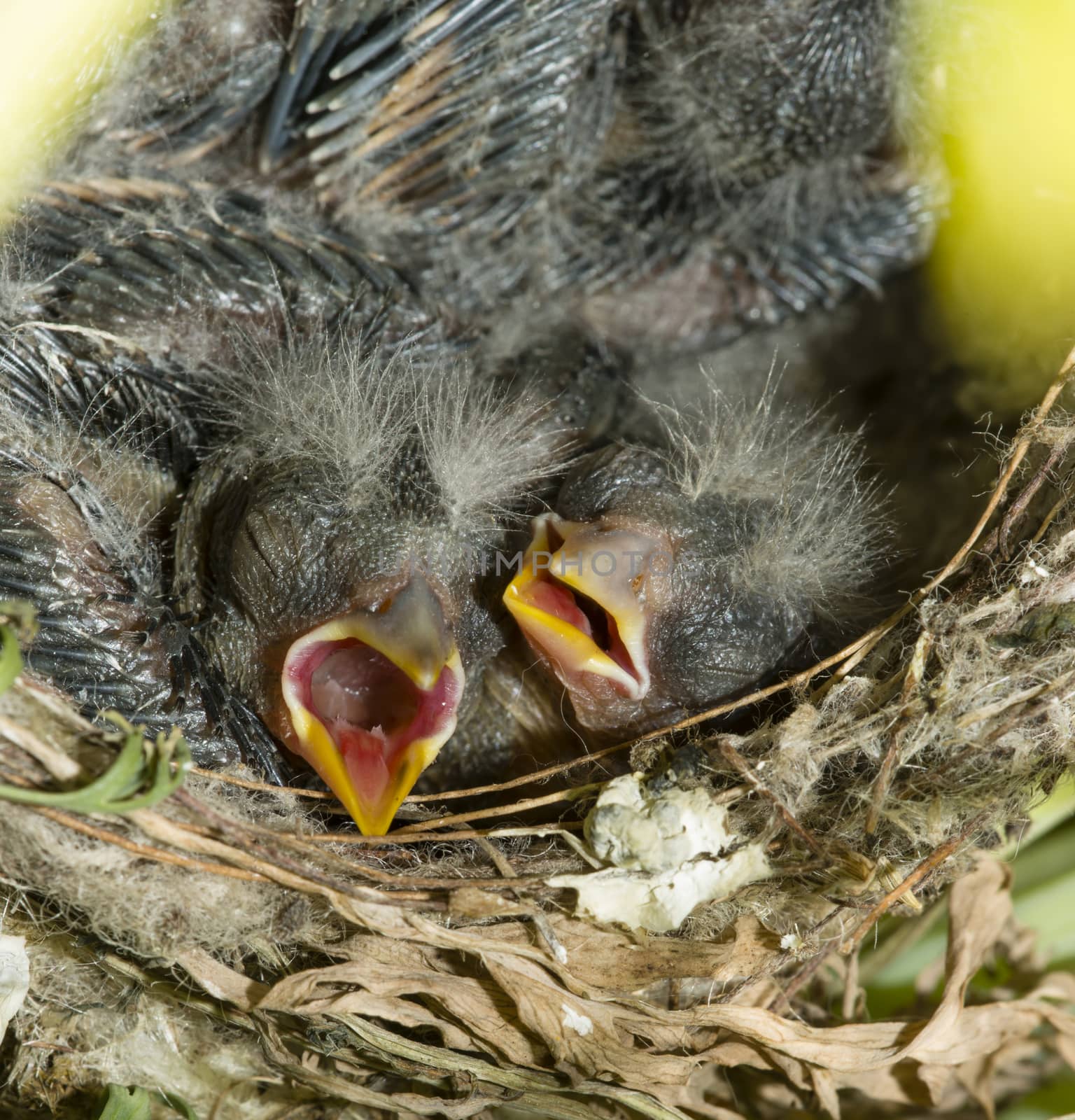 Nest and nestling develpment  of European goldfinch (Carduelis carduelis) born inside an apartment balcony plant pots.