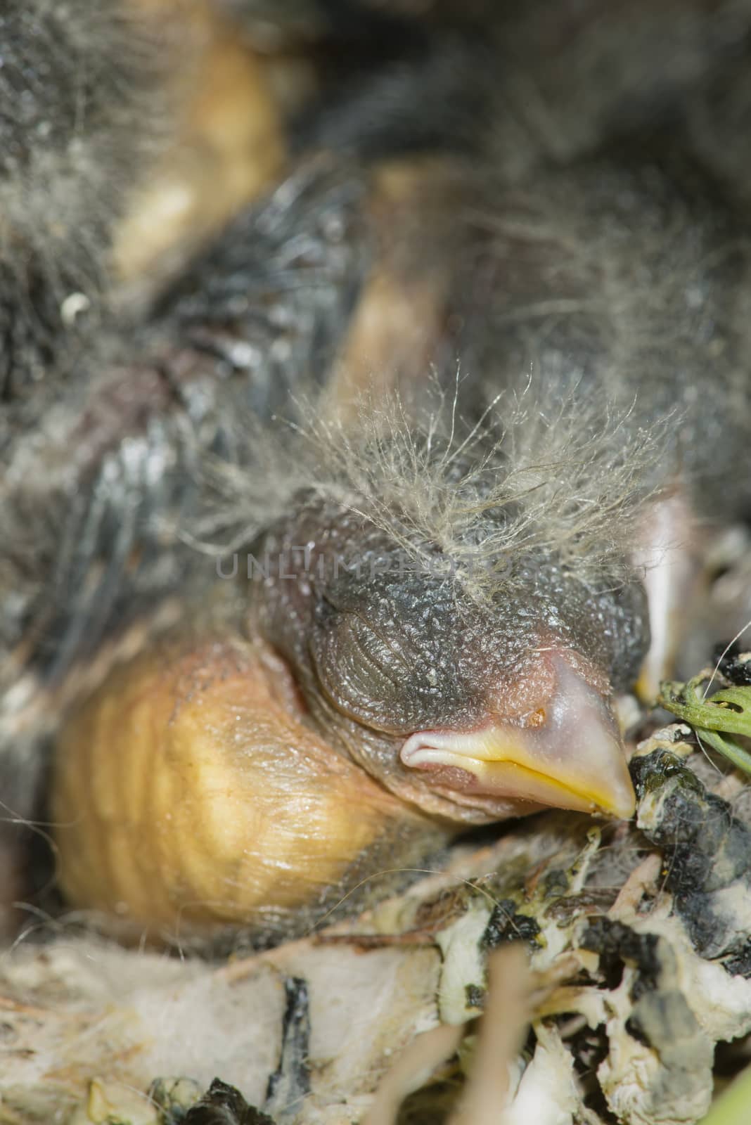 Nest and nestlings of European goldfinch (Carduelis carduelis) by AlessandroZocc