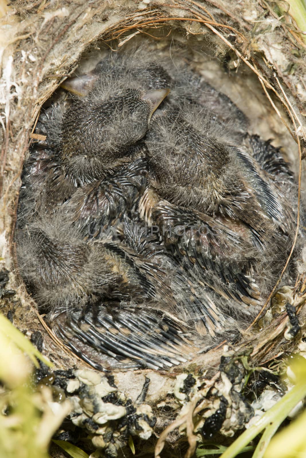 Nest and nestling develpment  of European goldfinch (Carduelis carduelis) born inside an apartment balcony plant pots.