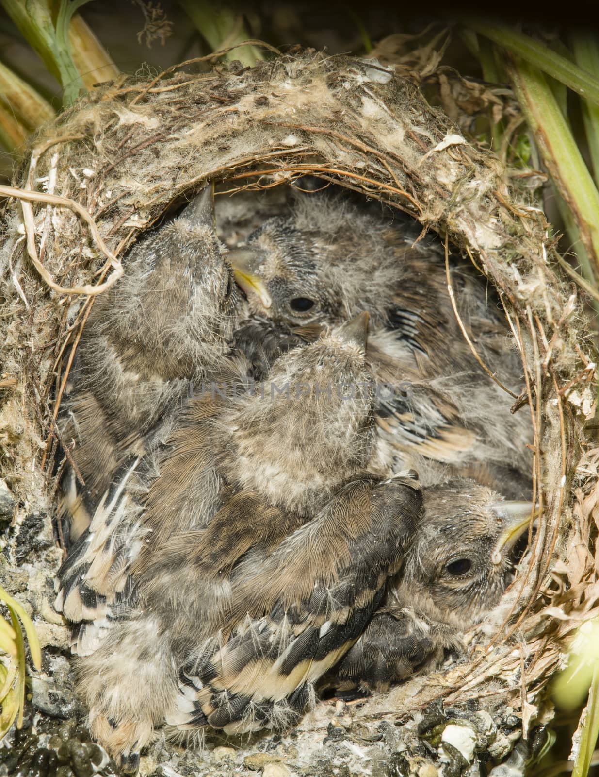 Nest and nestlings of European goldfinch (Carduelis carduelis) by AlessandroZocc