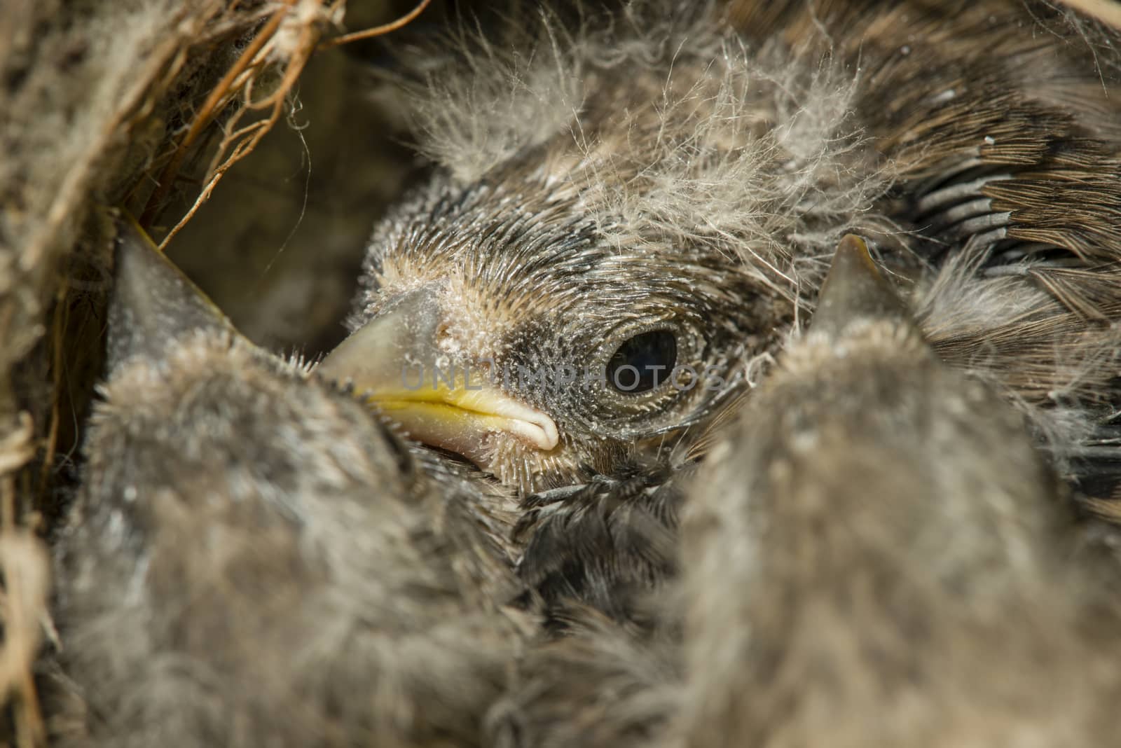 Nest and nestling develpment  of European goldfinch (Carduelis carduelis) born inside an apartment balcony plant pots.