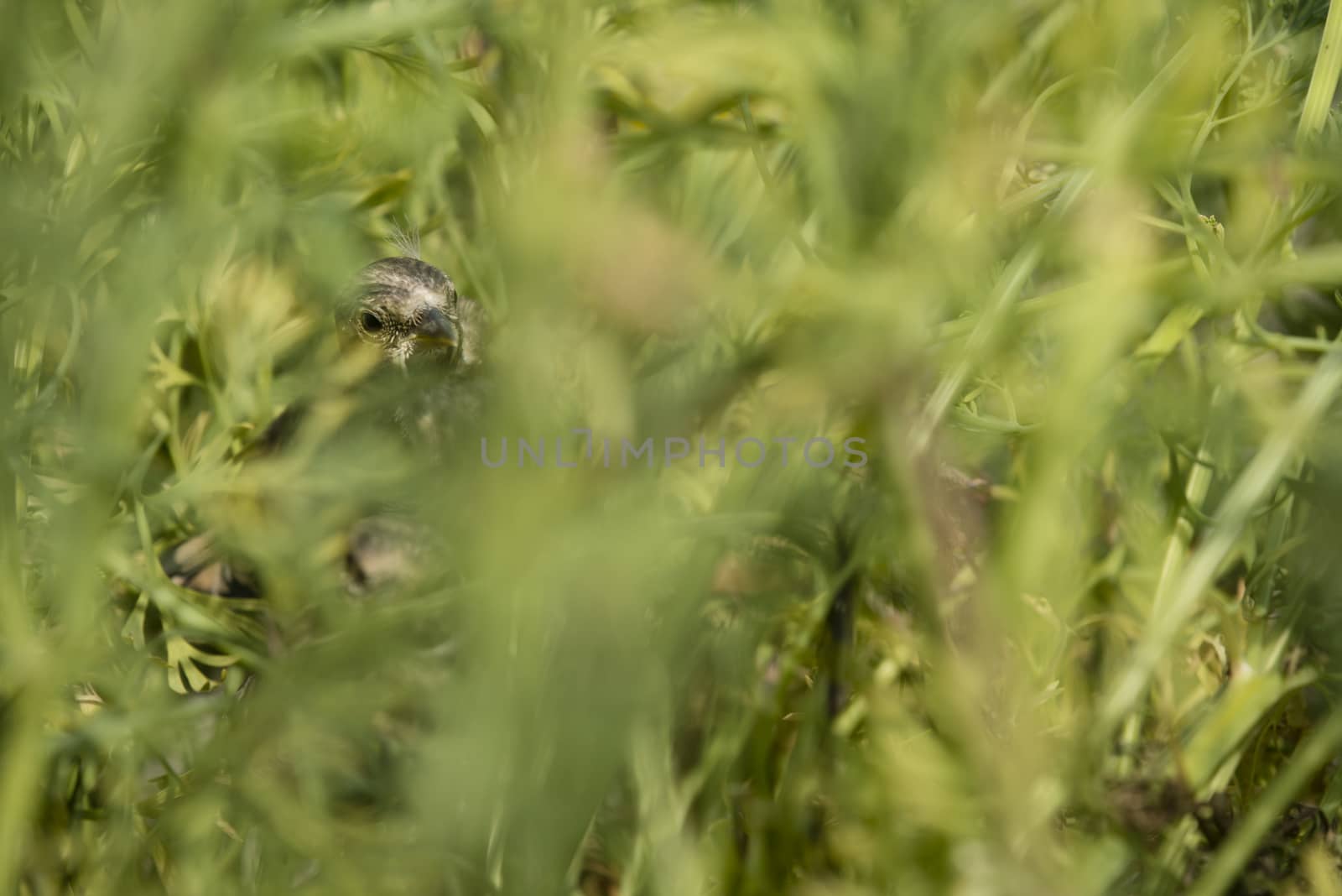 Nest and nestlings of European goldfinch (Carduelis carduelis) by AlessandroZocc