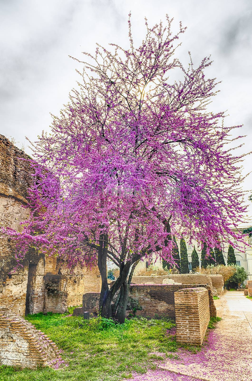 Beautiful purple cherry tree in spring, seen on Palatine Hill in Rome, Italy