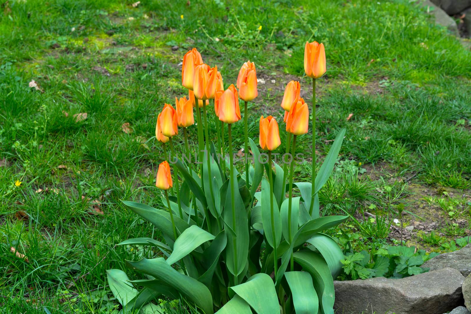 Red and orange tulips                  by JFsPic