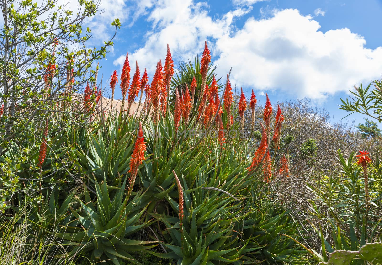 alow vera flowers on the italian island of sardinia